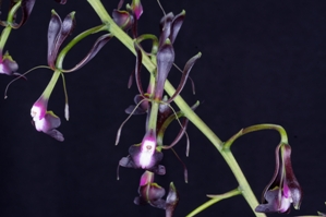 Epidendrum melanoporphyreum Diamond Orchids AM/AOS 80 pts.